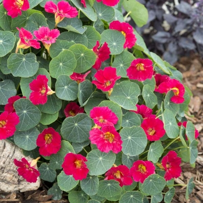 Picture of Nasturtium - Baby Rose